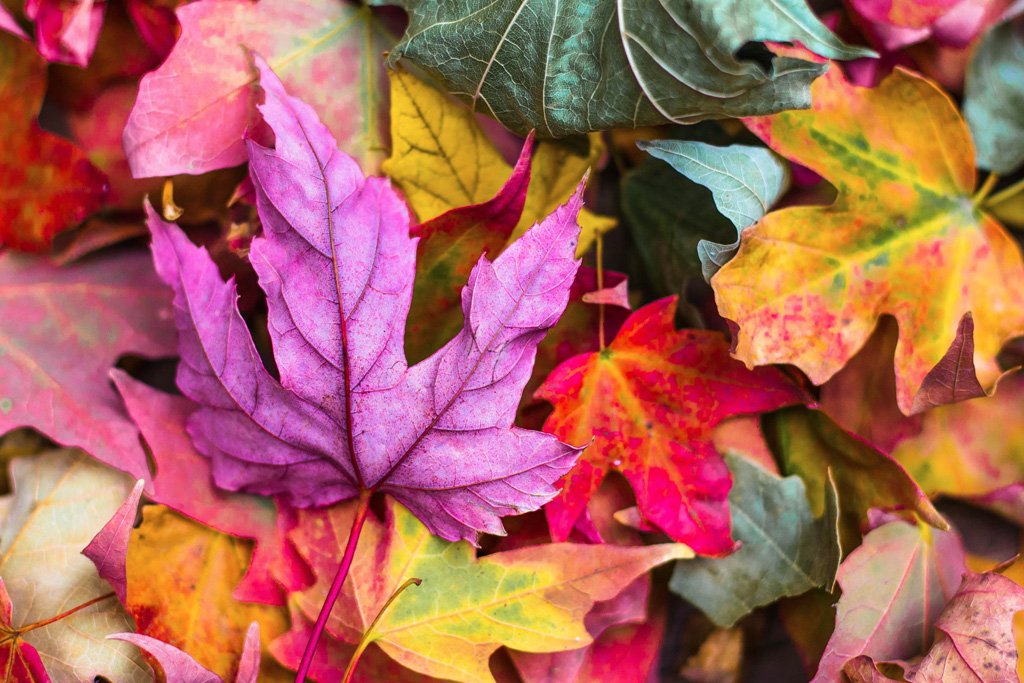 Autumn coloured leaves piled up on floor